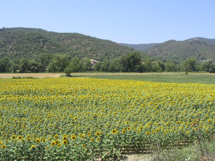 Slunenice je dal typickou plodinou Provence