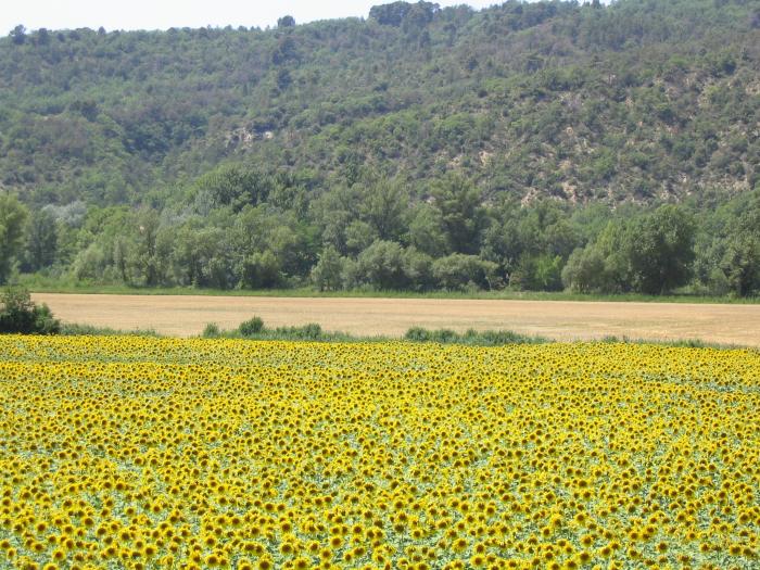 Slunenice jsou dal typickou plodinou Provence