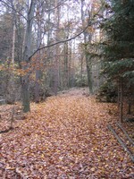 podzim2.jpg (164 KB)
